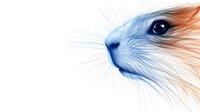 Artistic close-up of guinea pig face with blue and orange gradient coloring on white background, showing detailed whiskers and eye, isolated for creative design projects.