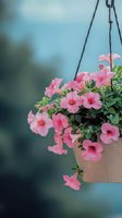 Pink petunia flowers blooming in hanging basket against blurred turquoise background, creating soft garden atmosphere for spring and summer decor.