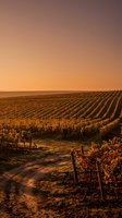 Golden sunset over autumn vineyard rows with warm orange sky creating dramatic agricultural landscape for wine industry and harvest season marketing.
