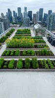 Urban rooftop garden with vegetable beds and greenhouse overlooking city skyline, sustainable agriculture and green space development for urban farming projects.