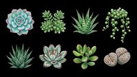 Eight hand-drawn succulent plants isolated on transparent background, ready for t-shirt design, stickers, clipart, print on demand, and sublimation projects.