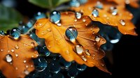 Vibrant orange autumn maple leaves covered in crystal clear water drops against dark background, creating dramatic natural macro photography effect.