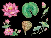 Pink lotus flower clipart set with leaves, buds, and seed pods, isolated on transparent background. Ready for t-shirt design, stickers, sublimation, and print on demand.