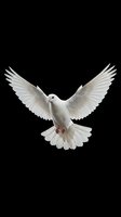 White dove flying with spread wings isolated on black background symbolizing peace, freedom and spirituality for religious and wedding designs.