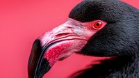 Flamingo head profile with curved black beak and bright red eye against vibrant pink background showing detailed feather texture and natural bird anatomy.