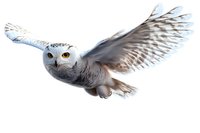 Majestic snowy owl in flight with spread wings against white background, isolated cutout for creative projects and designs.
