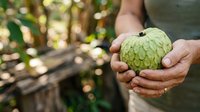 Farmer holding fresh green custard apple fruit in hands at orchard garden, harvesting organic produce for agriculture and food industry use.
