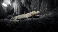 Pale gecko lizard resting on dark rocky surface in mysterious cave environment with dramatic lighting and shadows creating atmospheric underground scene.