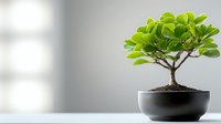 Small bonsai tree with bright green round leaves in black ceramic pot against soft gray background, minimalist zen garden composition for wellness spaces.
