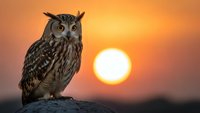 Majestic owl perched on rock against stunning orange sunset sky. Wildlife photography showcasing nocturnal bird of prey in golden hour lighting for nature content.