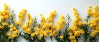 Yellow wattle flowers arranged in row against white background, fresh spring blooming branches with green leaves create natural border pattern.