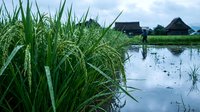 Lush green rice plants growing in flooded paddy field with traditional farm buildings in background under cloudy sky during growing season.