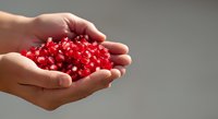 Red pomegranate seeds held in open palms against neutral background, fresh fruit arils ready for consumption or culinary use.