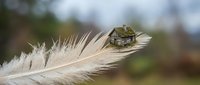 Miniature wooden house model balanced on delicate white feather against soft blurred natural background symbolizing home dreams and property aspirations.