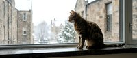 Tabby cat sitting on windowsill looking out at snowy winter cityscape with historic stone buildings and church spire in background, cozy indoor scene.