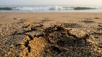 Close-up of seaweed and organic debris scattered across sandy beach shore with ocean waves and coastline in soft natural light background.