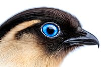 Close-up macro shot of exotic bird head with striking bright blue eye, black beak, and cream-colored feathers against white background, showing intricate detail.
