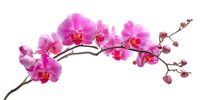 Elegant pink orchid branch with blooming flowers and buds isolated on white background, perfect for floral design projects.