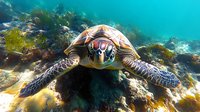 Green sea turtle swimming close to camera in crystal clear turquoise water over coral reef, showing detailed shell pattern and facial features in natural underwater habitat.