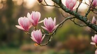 Pink magnolia flowers blooming on branch in spring garden with soft blurred background, ideal for nature, seasonal, and botanical design projects.