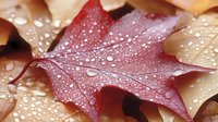 Raindrops on red and orange autumn maple leaves create natural pattern with water droplets glistening in soft light, macro photography shows seasonal detail.