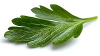 Fresh green parsley leaf with detailed texture and veins on white background, macro shot showing natural organic herb structure. For food and cooking designs.