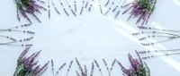 Fresh lavender flowers arranged in circular frame on white background creating natural border with copy space for text and design projects.