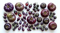 Assorted purple heirloom tomatoes and eggplants arranged on white background. Fresh organic vegetables for healthy cooking and farm-to-table cuisine concepts.