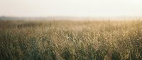 Wheat field at sunrise with golden light and morning mist creating atmospheric agricultural landscape for farming, harvest, and rural design projects.