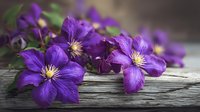 Purple clematis flowers with yellow centers arranged on rustic wooden surface. Fresh blooms perfect for spring gardening, floral arrangements, and botanical designs.