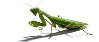Green praying mantis insect isolated on white background, ready for design use on merchandise, educational materials, and digital projects.