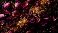 Dramatic contrast of dried purple rose petals scattered with golden flower stamens on dark background creates moody romantic atmosphere for valentines designs.