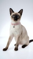 Siamese cat with cream and chocolate coloring, blue eyes, wearing pink collar with heart charm, sitting against white background for pet portraits and animal stock use.