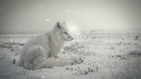 Arctic fox sitting in snowy winter landscape during snowfall. Wild animal in natural habitat with white fur coat blending into frozen tundra environment.