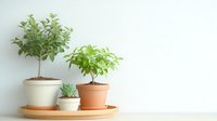 Small potted plants arranged on terracotta tray against white wall, featuring green leafy houseplants and succulent in minimal contemporary style for home decor.