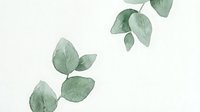Watercolor eucalyptus branches with soft green leaves on white background for botanical design projects and natural decor applications.