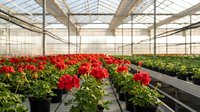 Red geranium flowers growing in modern greenhouse with glass roof and metal framework for commercial plant cultivation and gardening business.