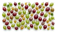 Gooseberries in various stages of ripeness arranged on white background, displaying green, yellow, and deep red berries with stems and leaves for culinary and design projects.