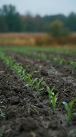 Young corn seedlings emerging from rich dark soil in agricultural field with blurred countryside landscape background during spring growing season.