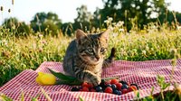 Tabby cat sitting on checkered picnic blanket outdoors surrounded by fresh fruits and vegetables in sunny meadow with wildflowers and trees.