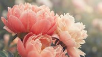 Soft pink coral peonies blooming in garden with dreamy bokeh background. Romantic floral composition for wedding invitations and spring decor projects.