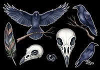 Dark raven and crow collection with skulls and feathers isolated on transparent background. Ready for t-shirt designs, clipart, stickers, sublimation and print-on-demand projects.