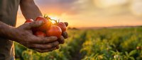 Farmer hands holding fresh ripe tomatoes at sunset in agricultural field. Organic farming harvest concept for healthy food production and sustainable agriculture.