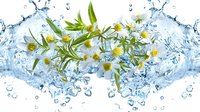 Fresh chamomile flowers with green leaves surrounded by crystal clear splashing water and air bubbles against white background, natural herbal concept.