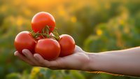 Fresh red tomatoes in cupped hands with warm golden sunlight and blurred garden background for organic farming and healthy eating concepts.
