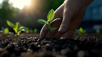 African American hand gently planting small green seedling in rich dark soil during golden sunset hour, representing growth, nurturing and sustainable gardening.