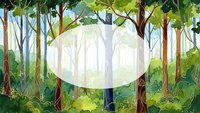 Lush green forest landscape with tall trees and dense foliage creating natural woodland scenery for environmental and nature themed projects.