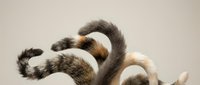 Adorable sleeping cats with fluffy tails curled up together on neutral background for pet care and animal lover designs.