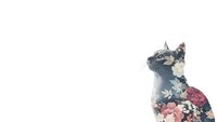 Cat silhouette filled with vintage floral pattern on white background. Double exposure effect with roses and botanical elements for creative design projects.