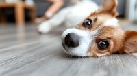 Adorable Pembroke Welsh Corgi dog lying on wooden floor with close up view of face, nose and expressive eyes showing sweet personality and companionship.